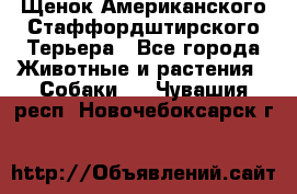 Щенок Американского Стаффордштирского Терьера - Все города Животные и растения » Собаки   . Чувашия респ.,Новочебоксарск г.